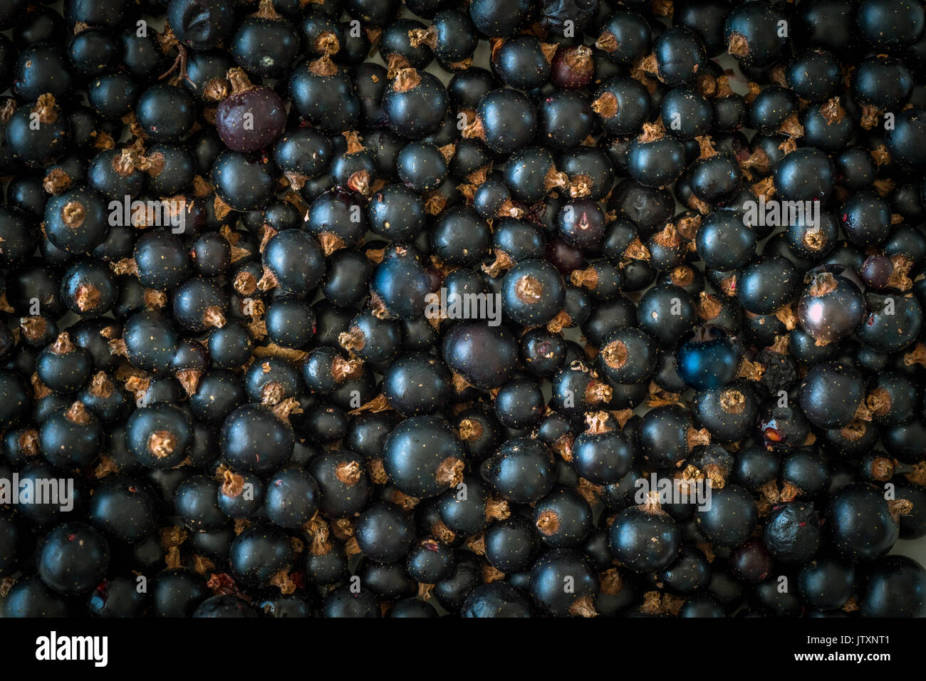 The blackcurrant (Ribes nigrum) Stock Photo