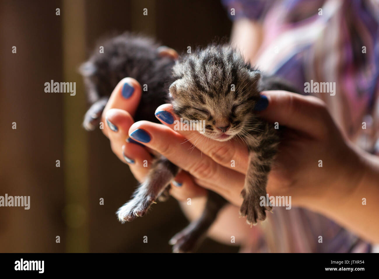 Two newborn kittens on human hands Stock Photo