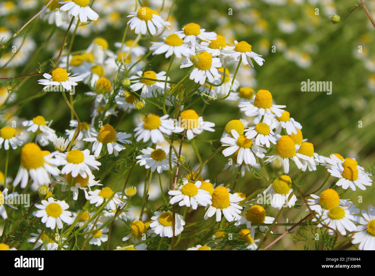 field with chamomile plants (Matricaria chamomilla) in flower Stock Photo