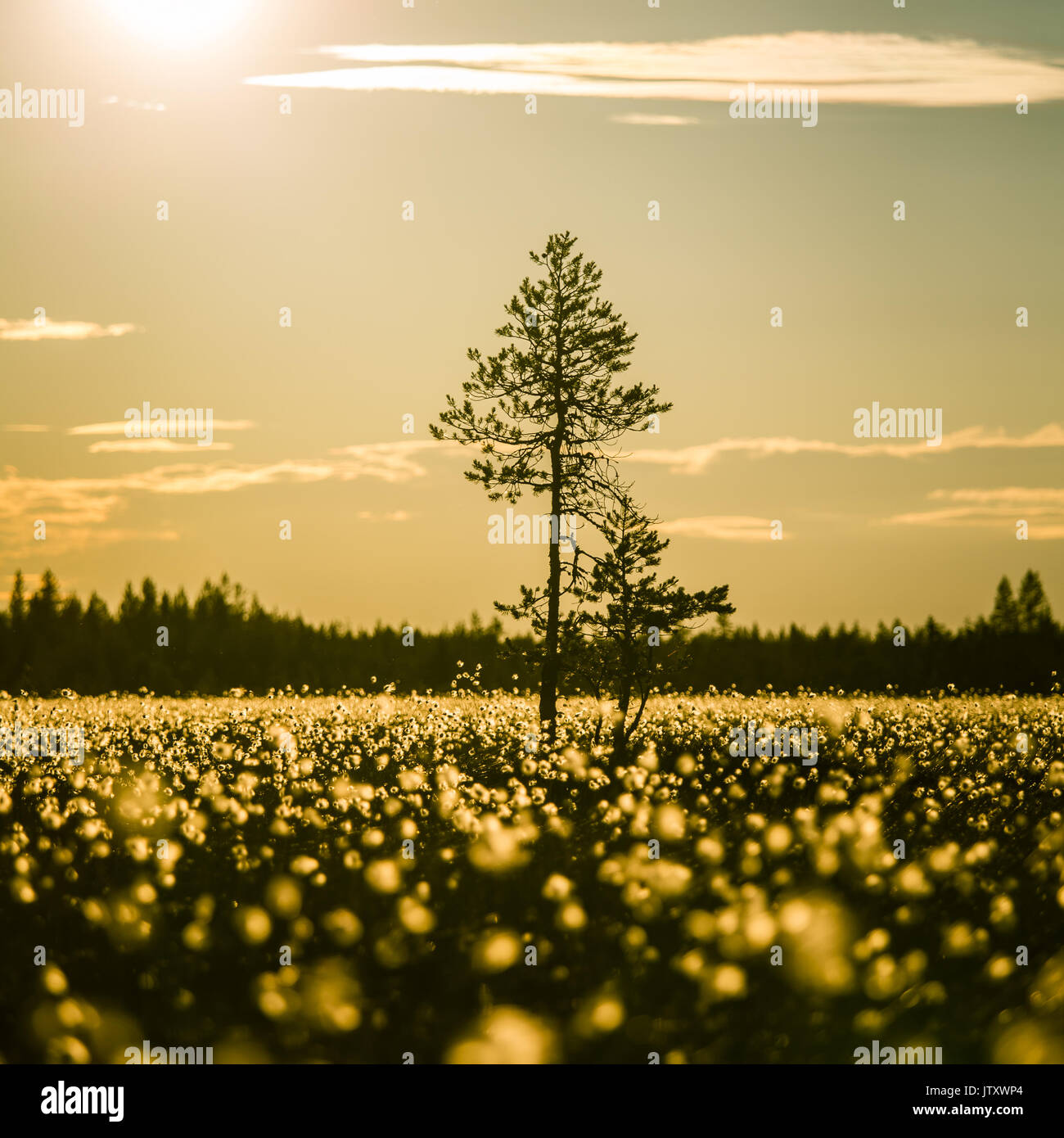 a-beautiful-bog-landscape-with-cottongrass-in-sunset-with-a-sun-flare