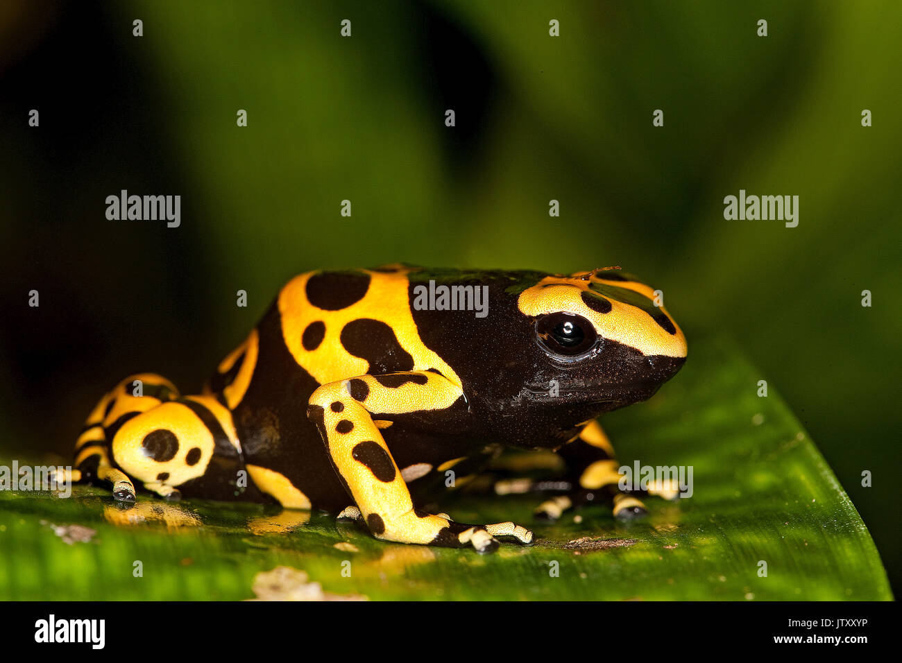 Yellow-Banded Poisson Frog, dendrobates leucomelas, Venemous Specy from South America, Adult Stock Photo