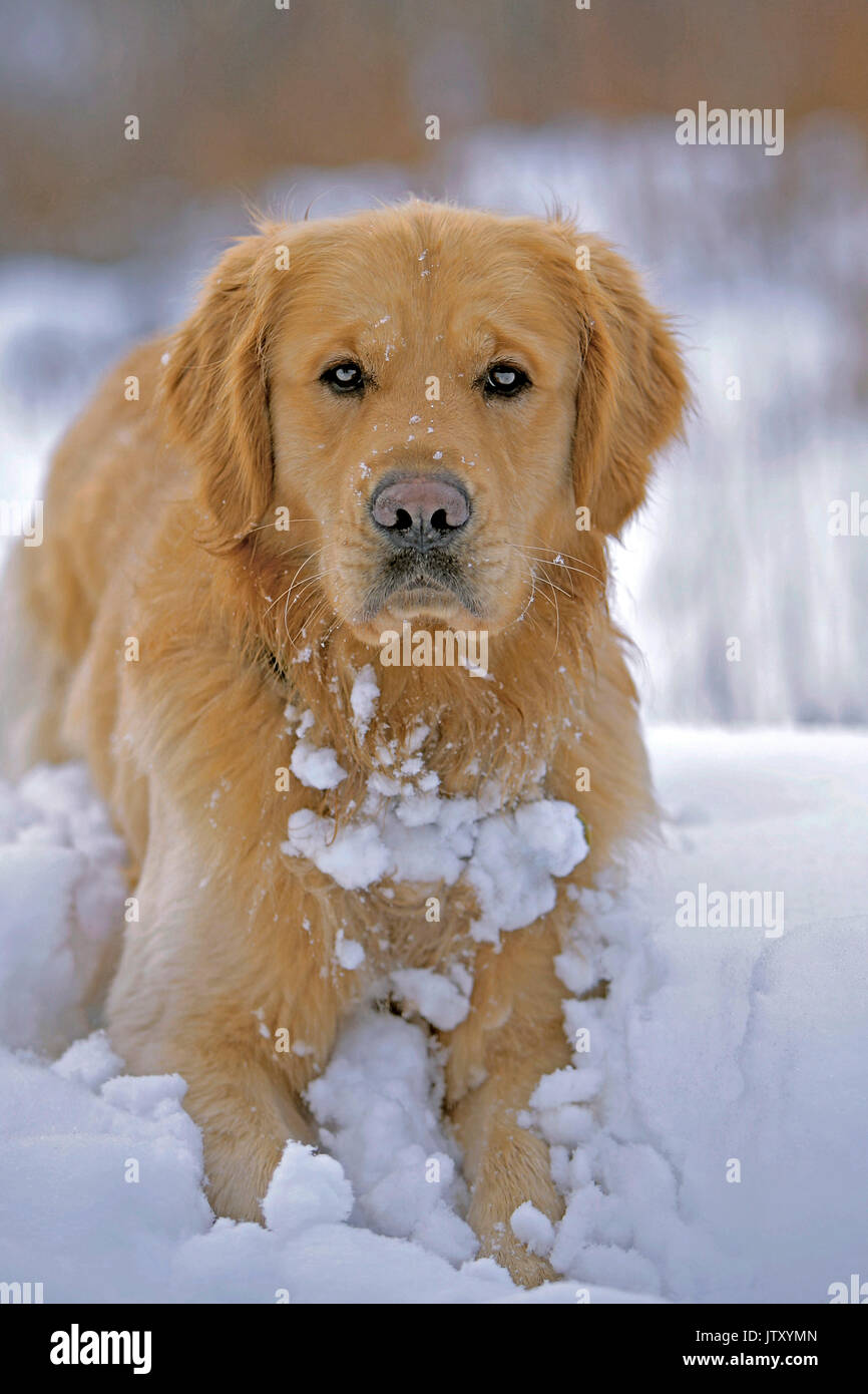 Golden Retriever sitting, playing in snow, portrait Stock Photo - Alamy