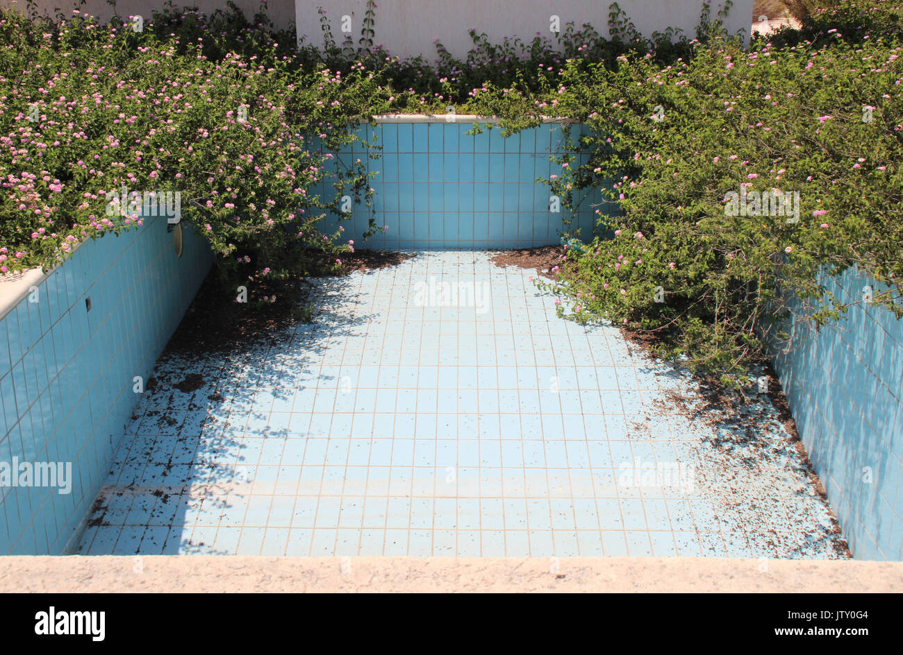 Overgrown Swimming Pool Stock Photo - Alamy