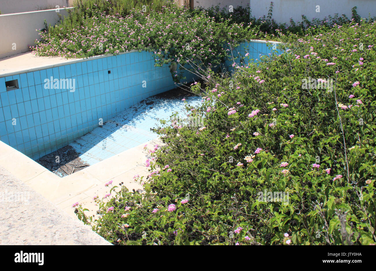 Overgrown swimming pool hi-res stock photography and images - Alamy