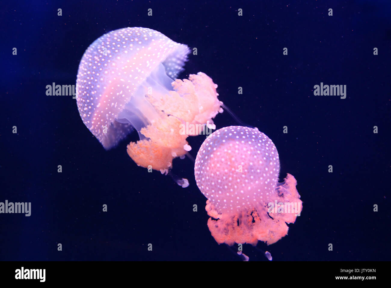 Two pink barrel jellyfish swimming in the dark water Stock Photo