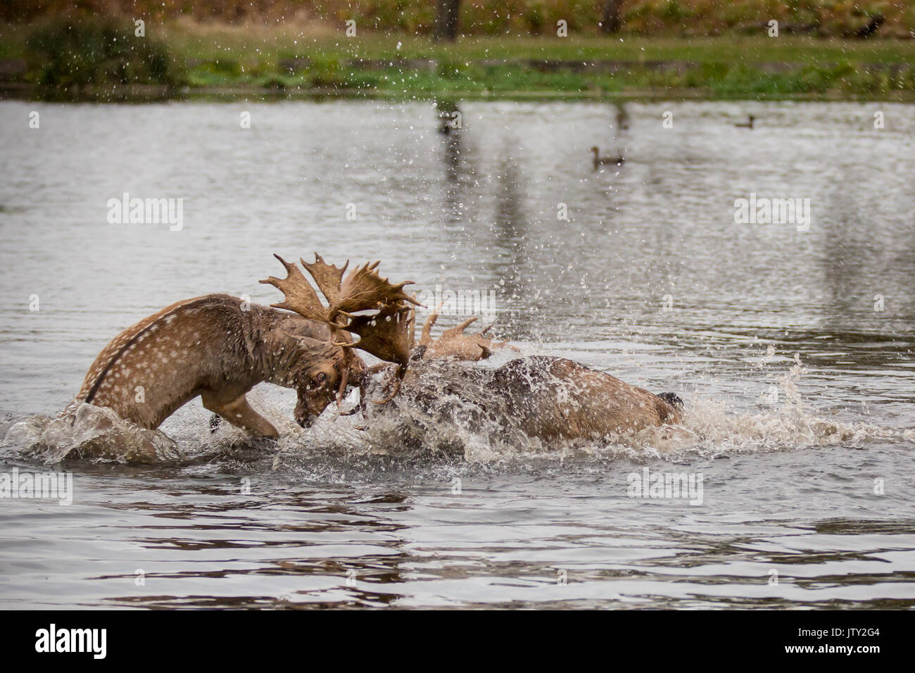 Fallow Bucks Rut Young Fallow deer bucks rutting in the pond at Bushy Park Stock Photo ...