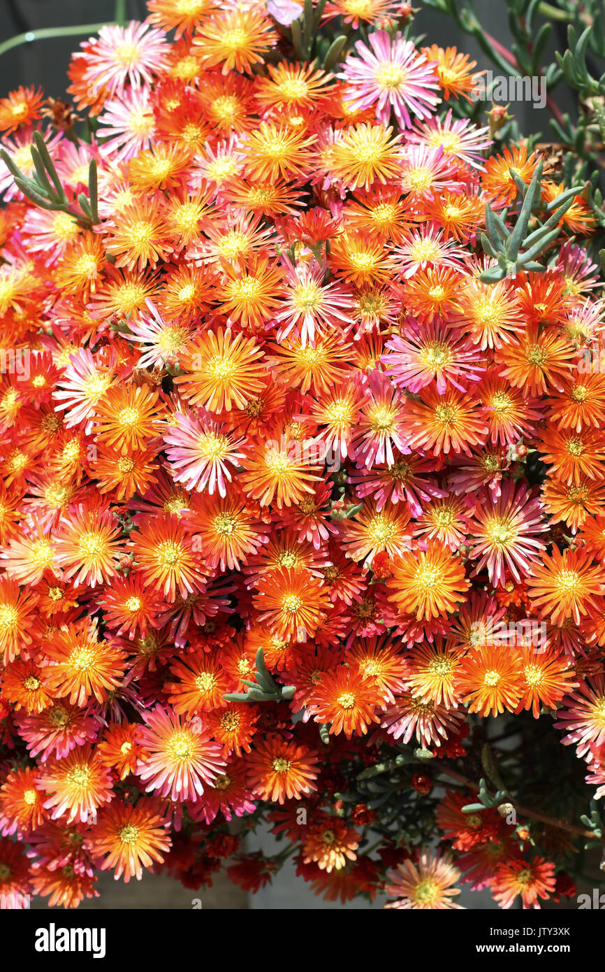 Lampranthus aurantiacus or also known as Orange Pig Face Stock Photo