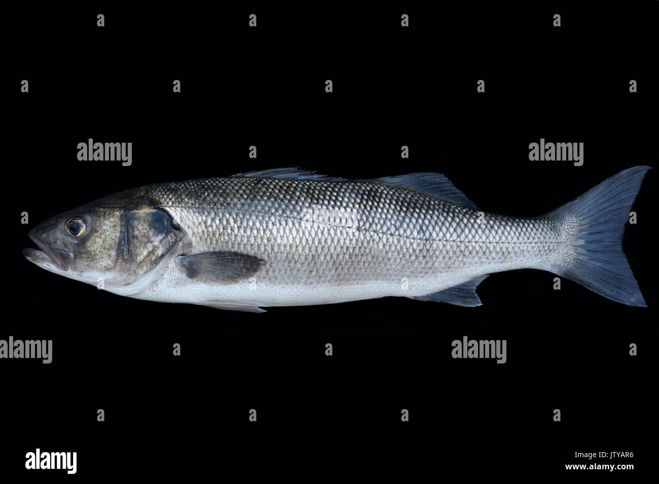 Fresh Sea Bass glistening  silver on a black background Stock Photo