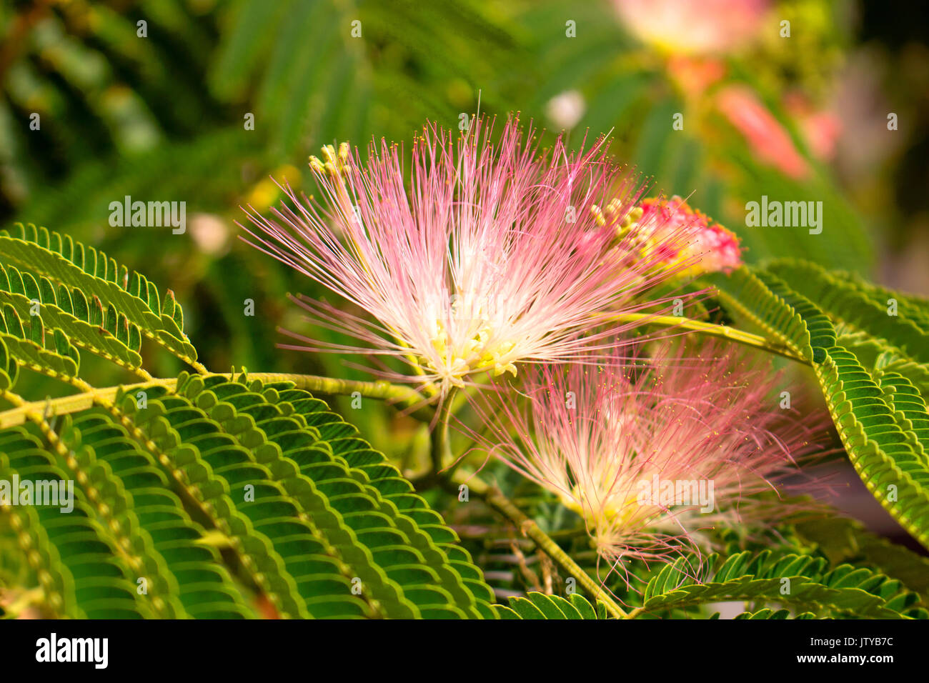 julibrissin. Beautiful pink flowers. Tropical Mediterranean tree Stock Photo Alamy