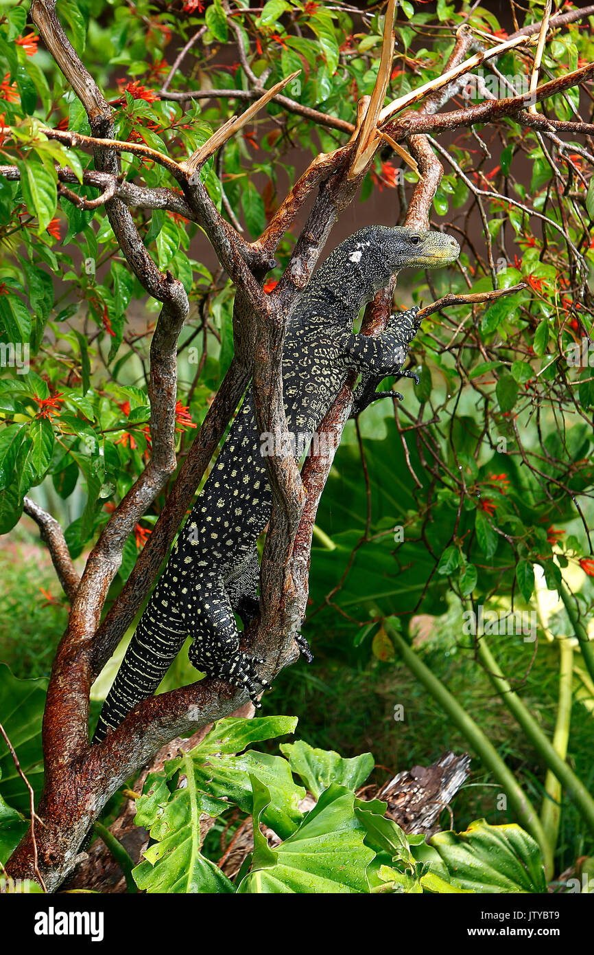 Crocodile monitor, varanus salvadorii, Adult perched in Tree Stock Photo