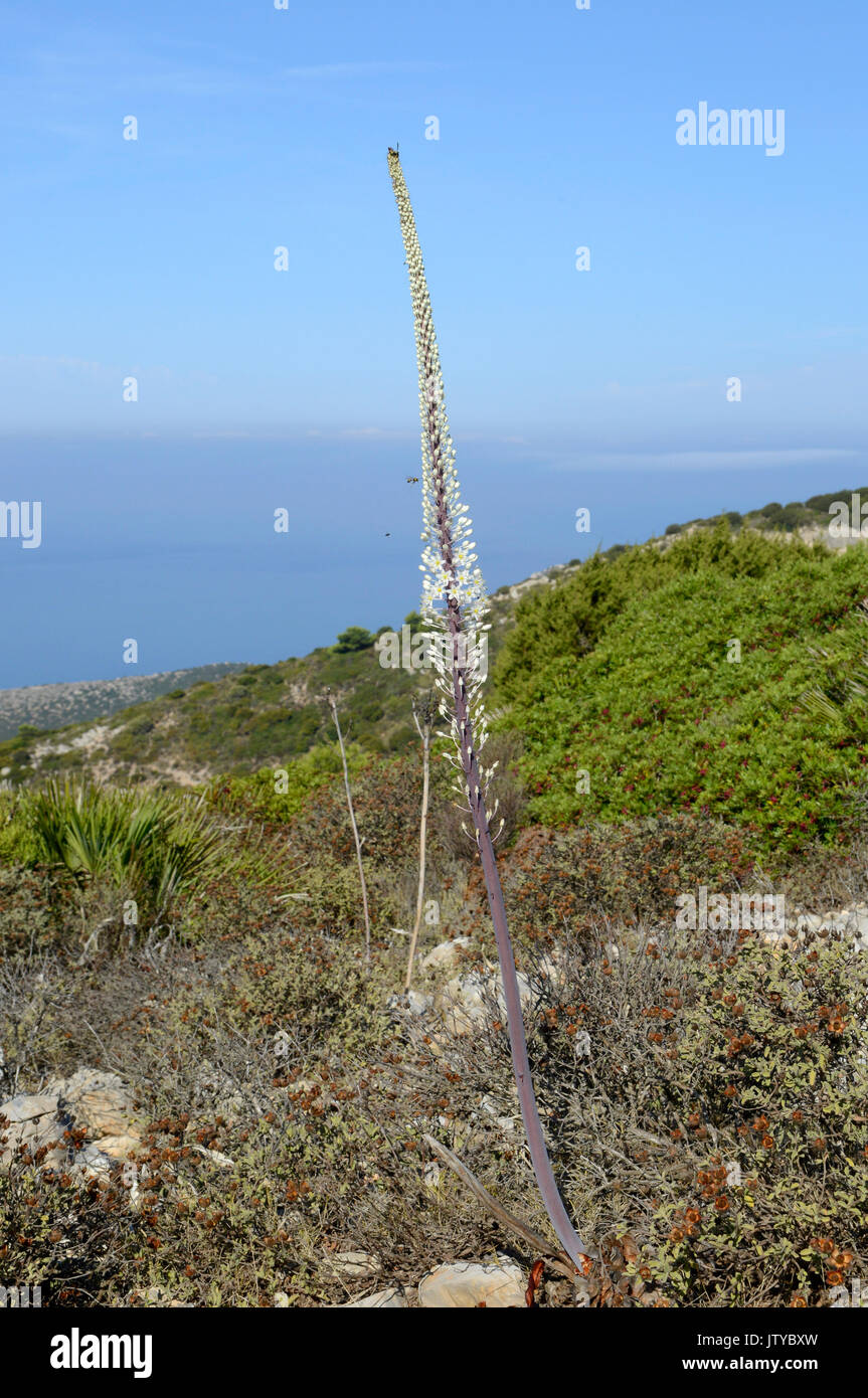 Flower spike of sea squill, Drimia maritima, on monte Timidone mount, Sardinia Stock Photo