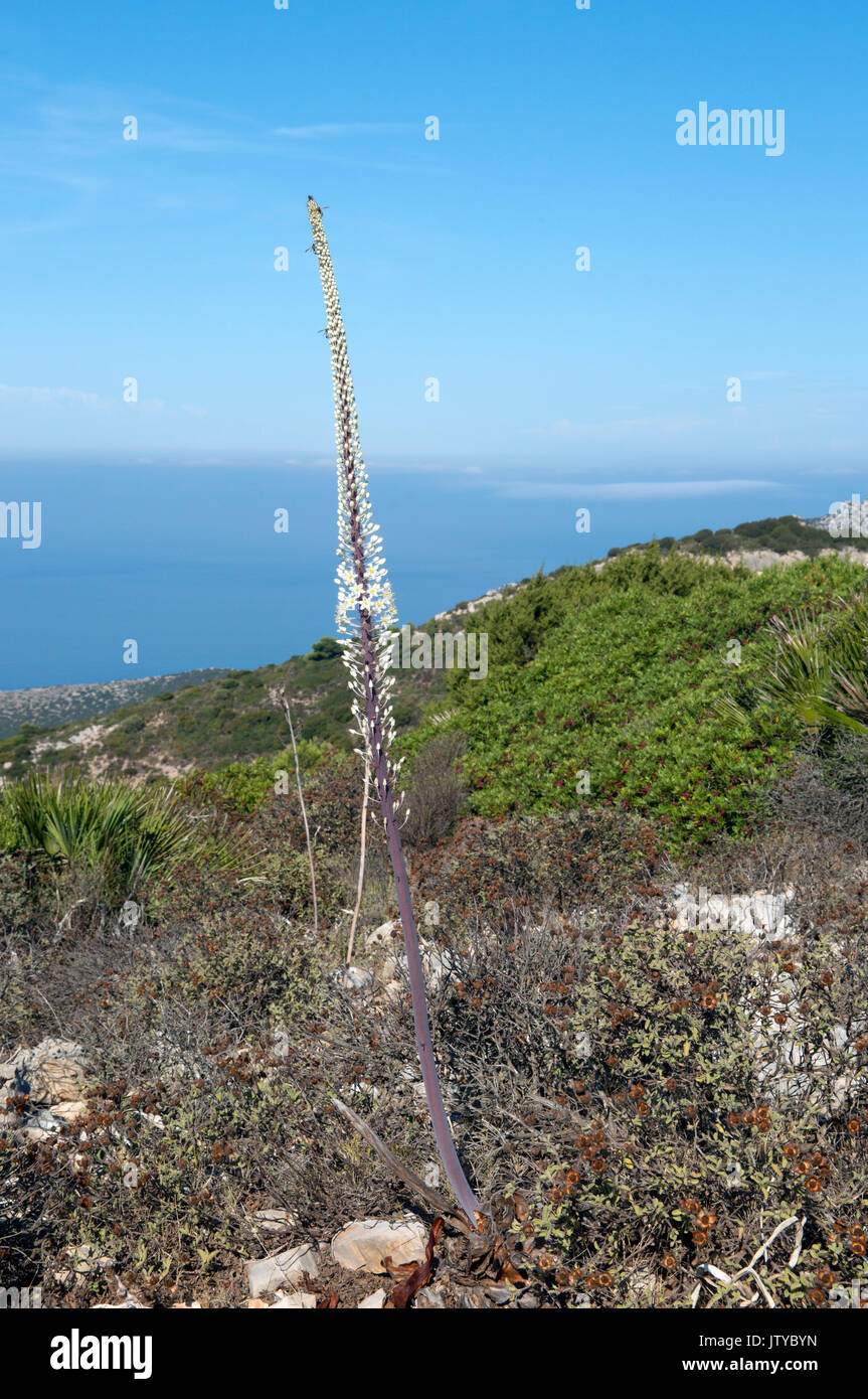Flower spike of sea squill, Drimia maritima, on monte Timidone mount, Sardinia Stock Photo