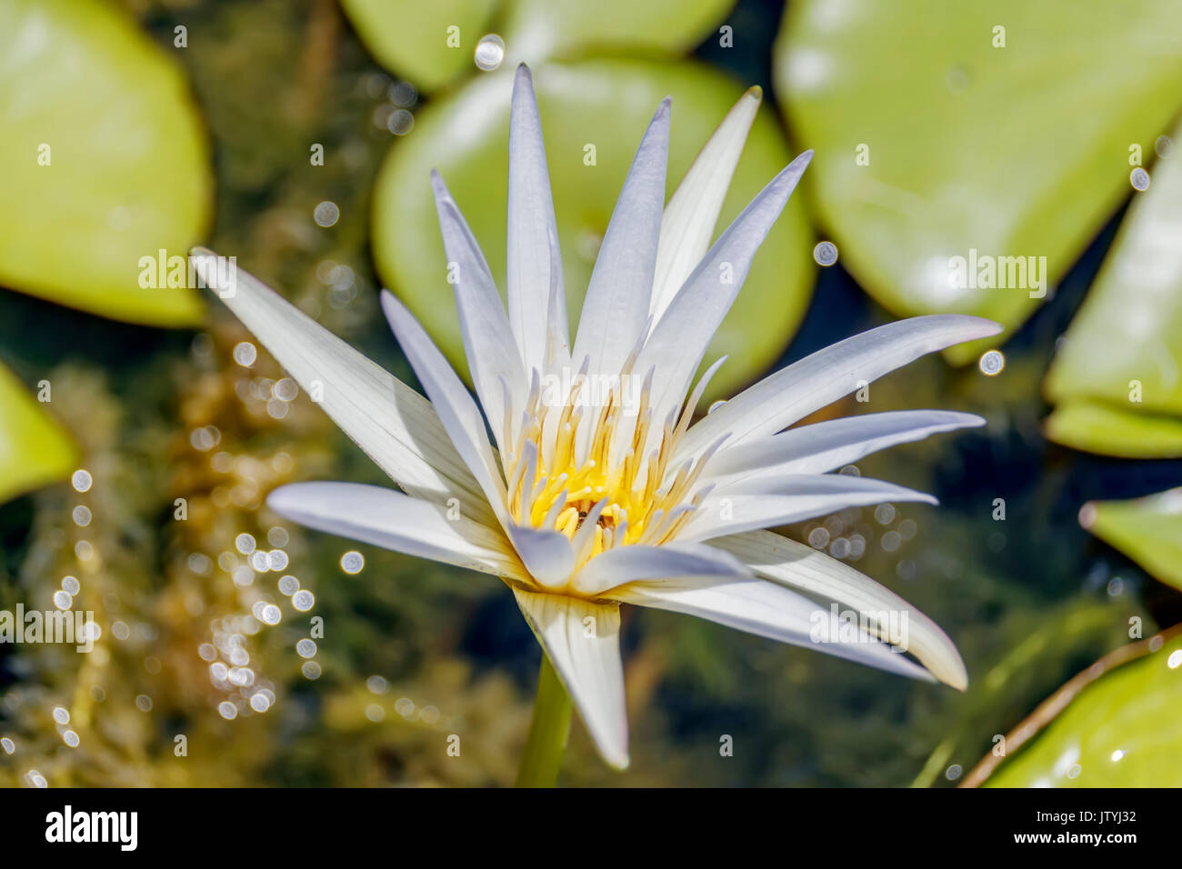 Single Tropical Day-Blooming Water Lily Stock Photo