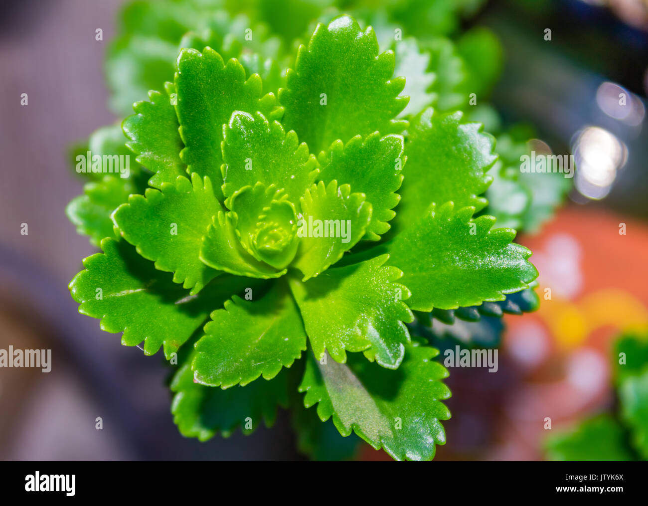 Close up of green Sedum sp. plant Stock Photo