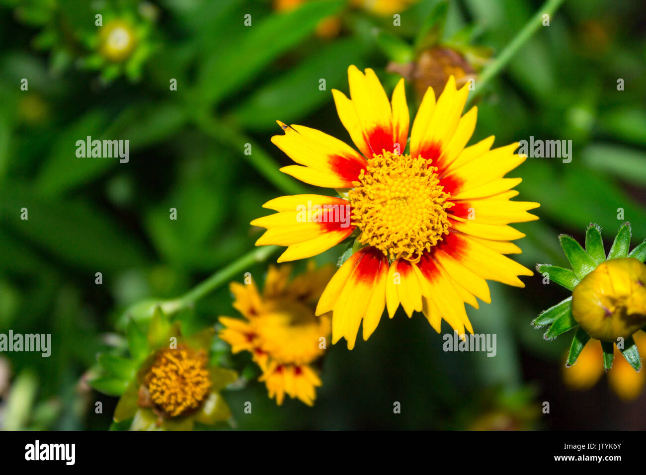 Close up of yellow and red Gaillardia spp. Blanket Flower Stock Photo