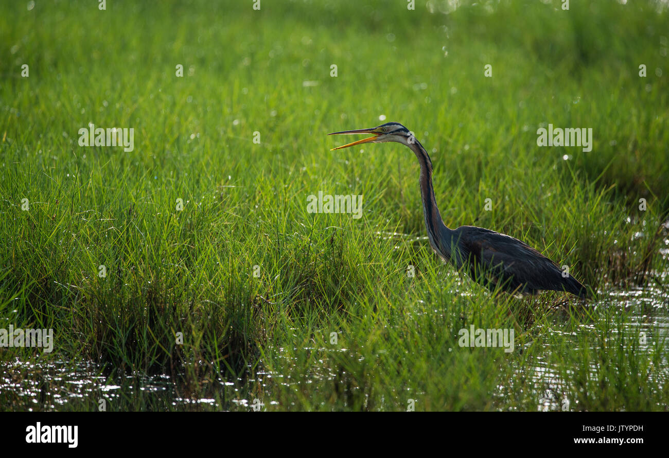 Purple Heron in the paddy field in the morning Stock Photo