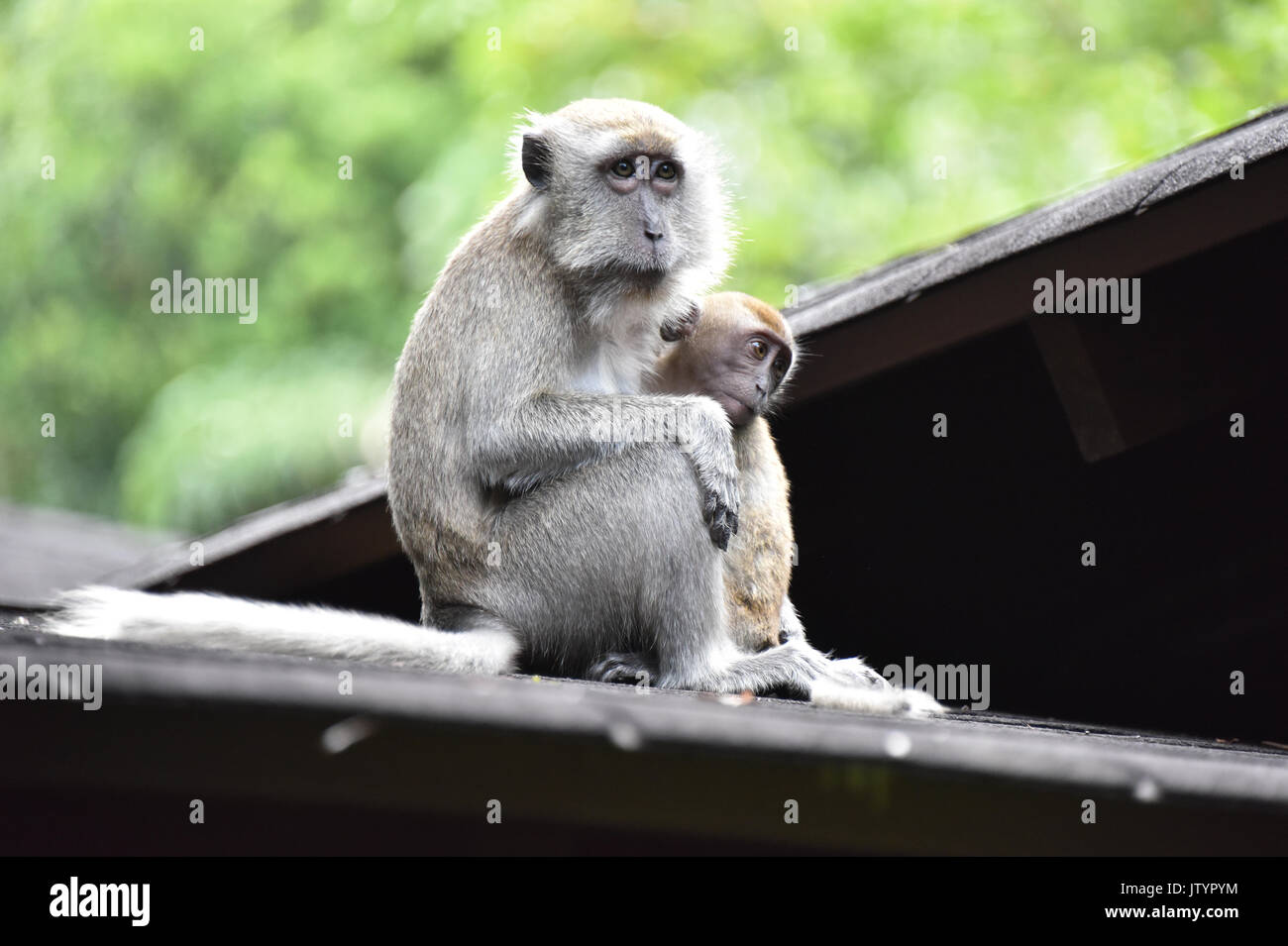 Funny macaque hi-res stock photography and images - Alamy