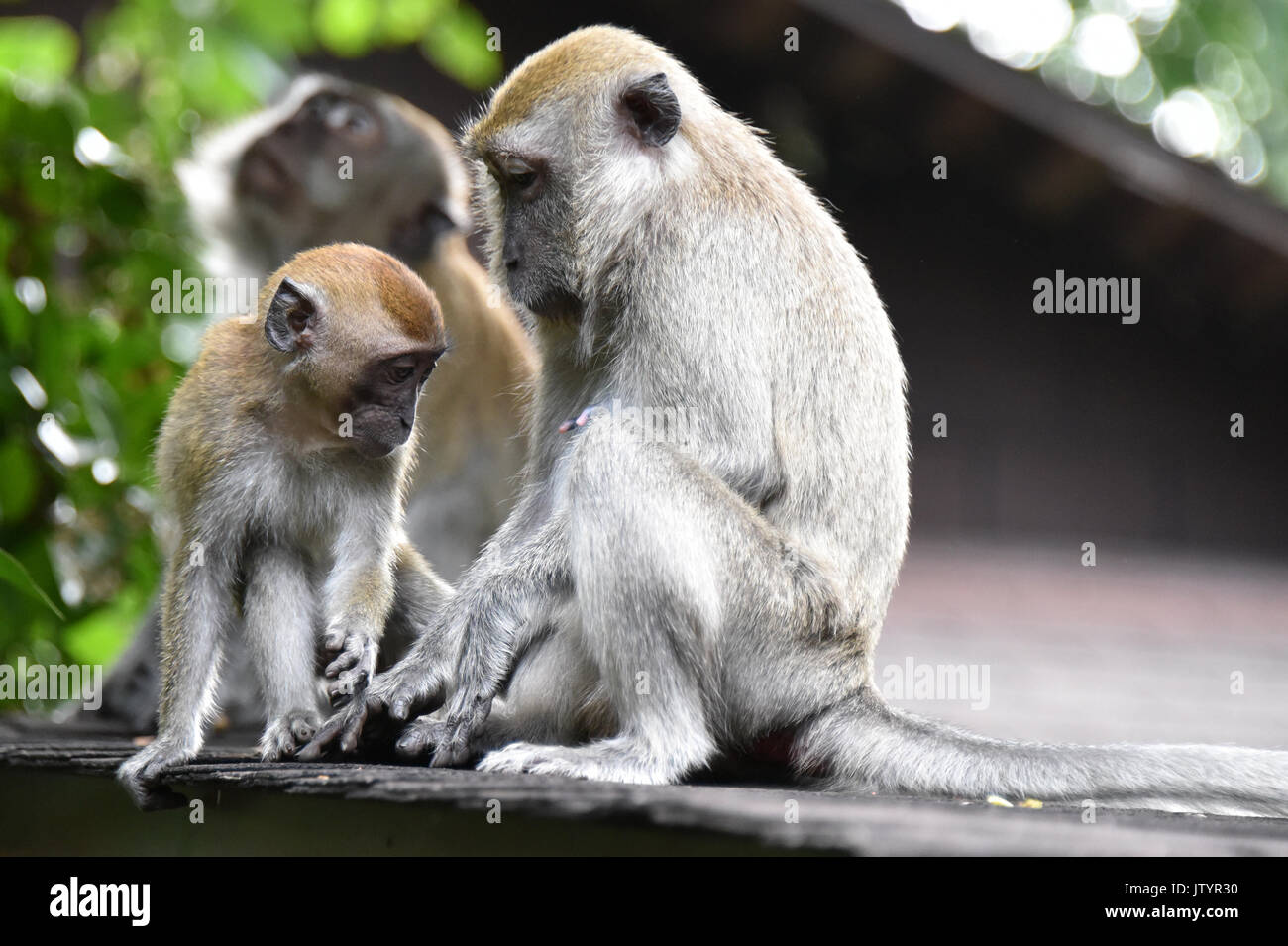 Macaque - Monkey Business Stock Photo