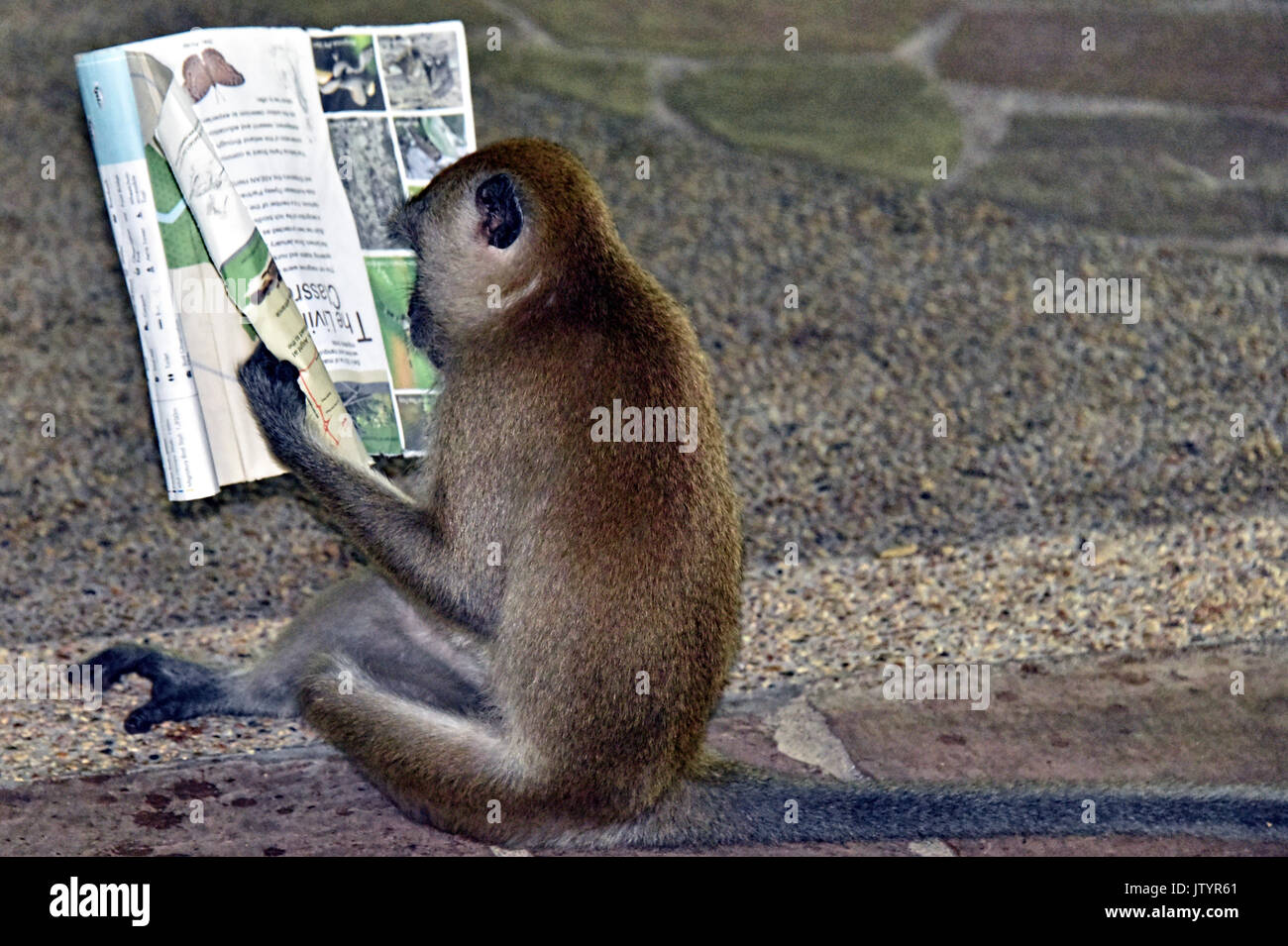 Macaque - Monkey Business Stock Photo