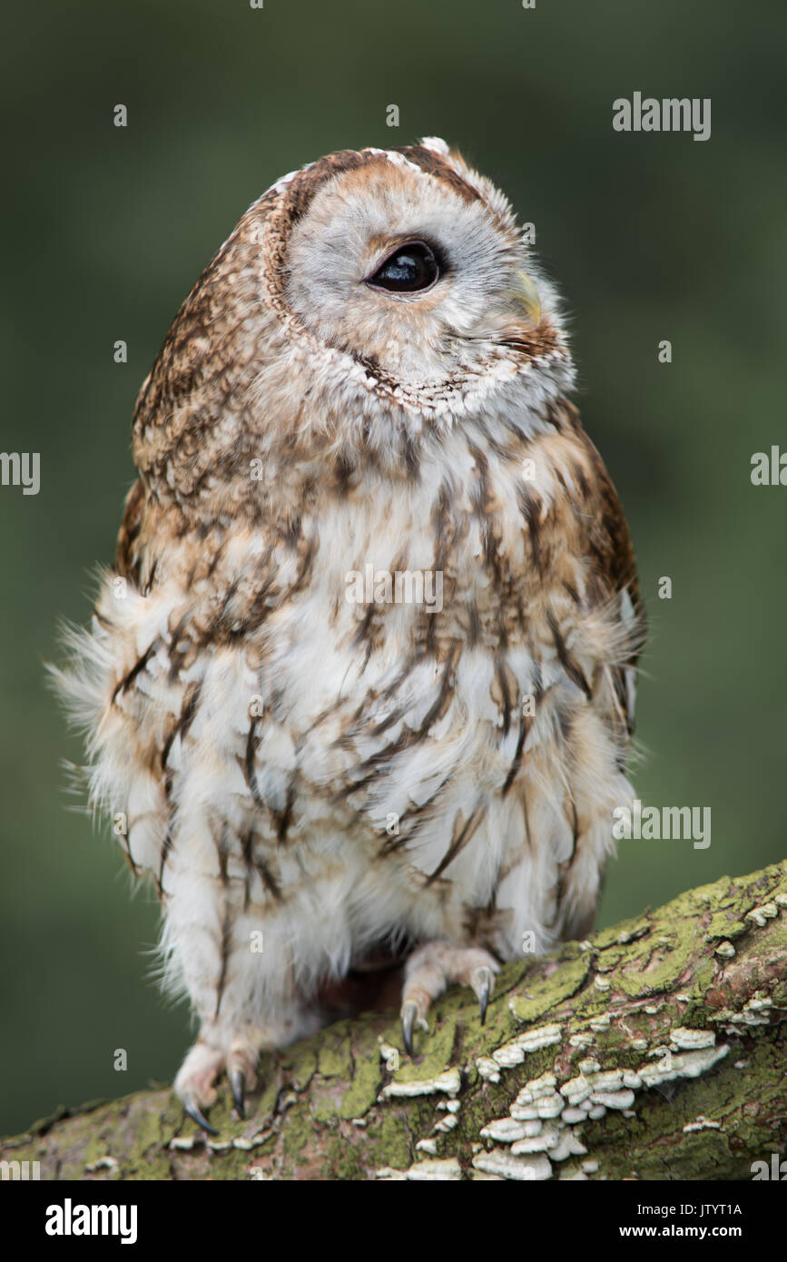 close up full length photograph of a tawny owl perched on a log and looking up towards the sky. Upright vertical format Stock Photo