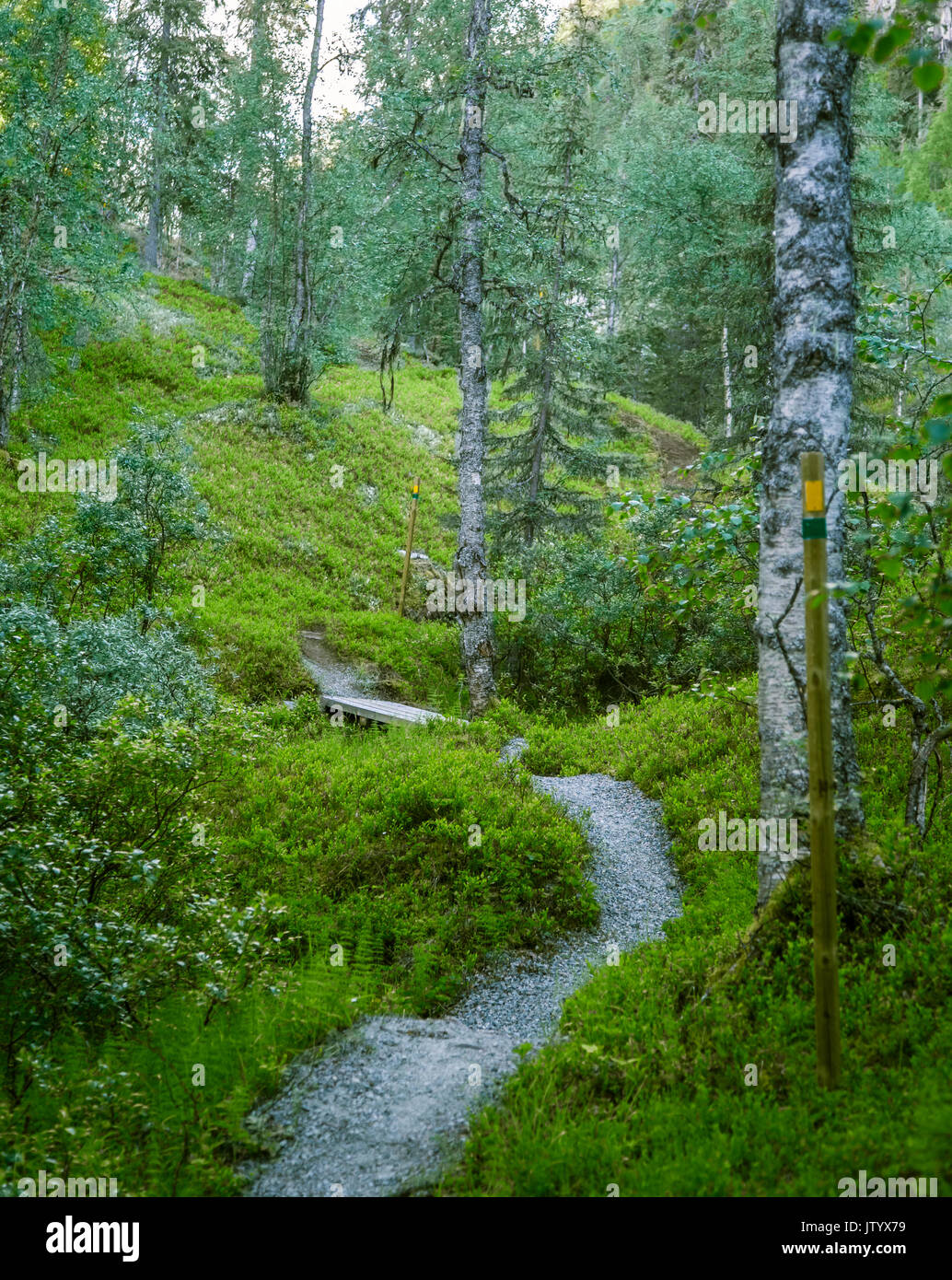 A Beautiful Finnish Forest Landscape Stock Photo Alamy