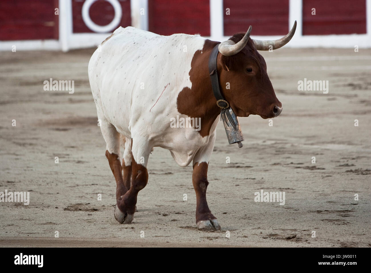 Halter with cowbell digging into the sand of the bullring of Jaen or also called Coso de la Alameda, Jaen province, Andalusia, Spain Stock Photo