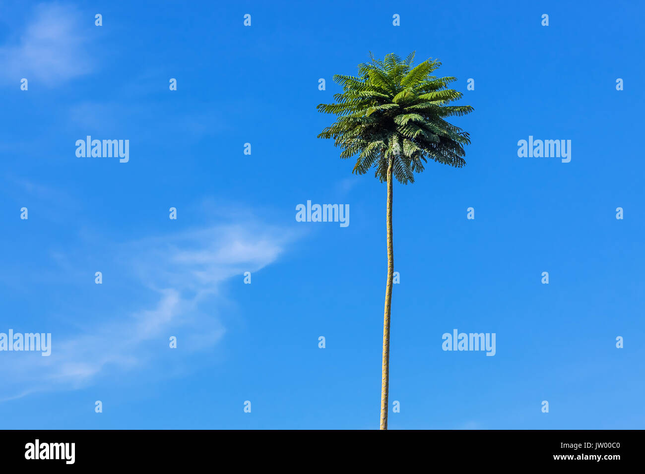 Tall Palm tree in Kuala Lumpur, Malaysia. Stock Photo