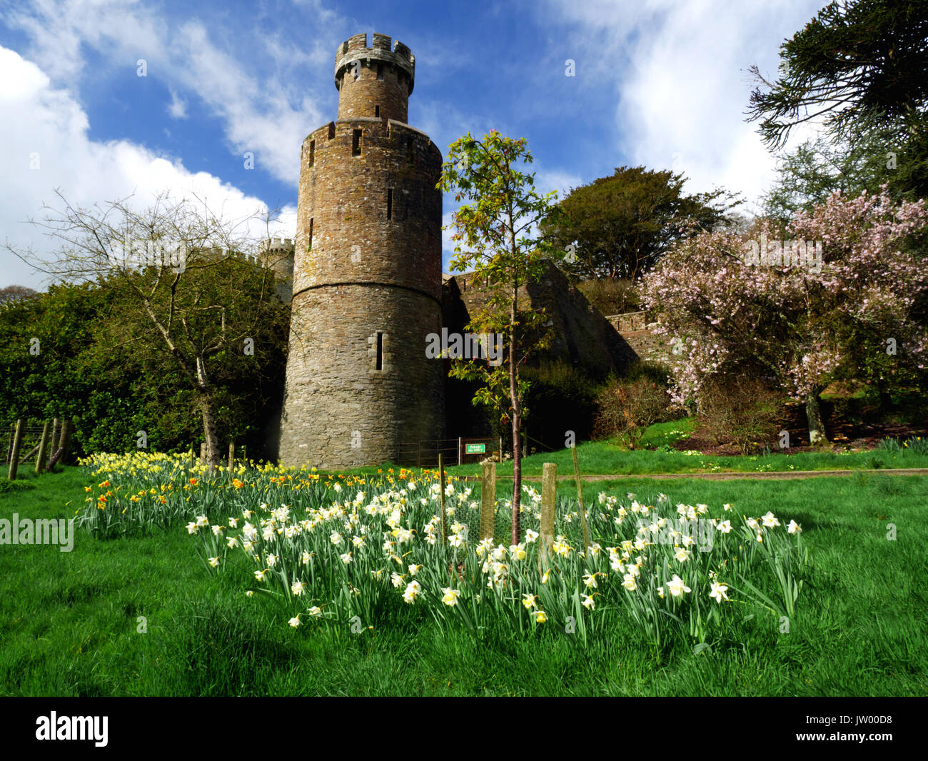 Daffodils at Caerhays Castle, Cornwall. Stock Photo