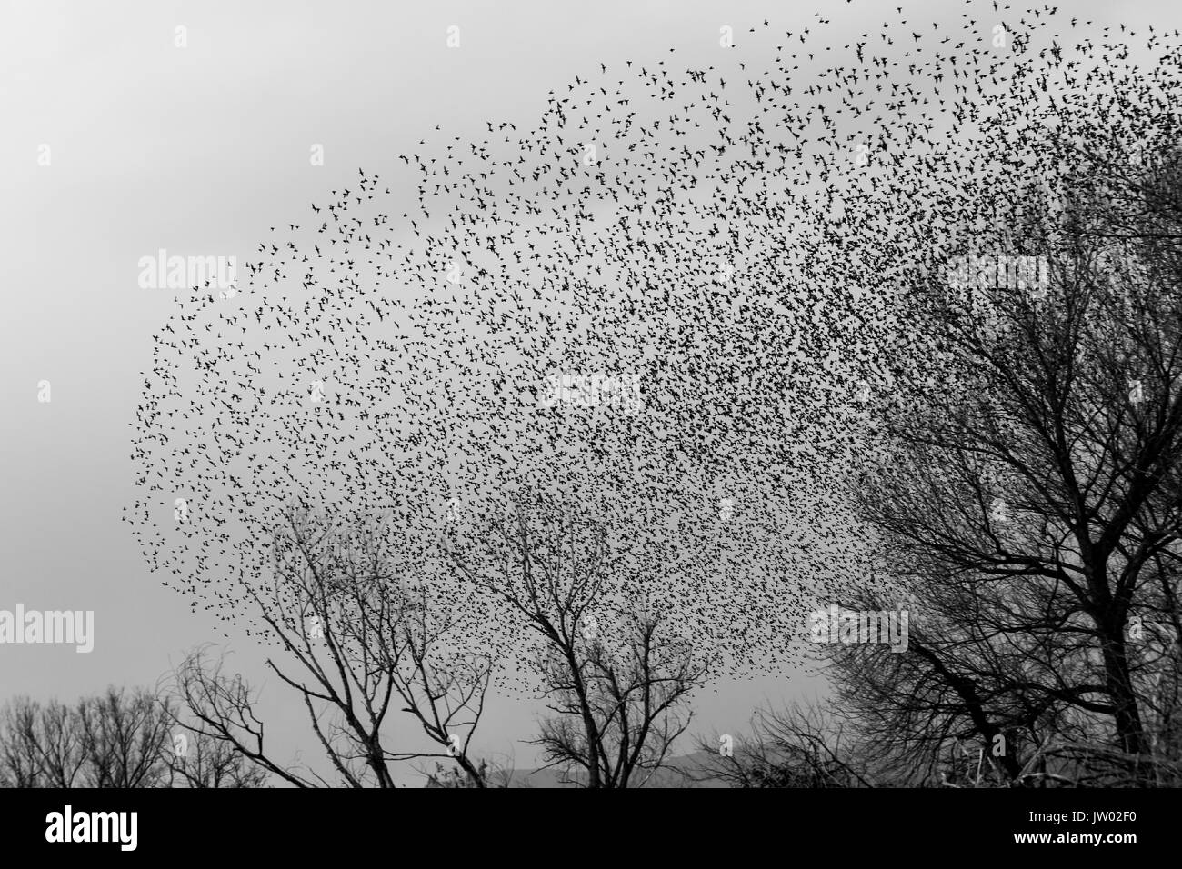 A flock of countless birds flying away from some trees Stock Photo