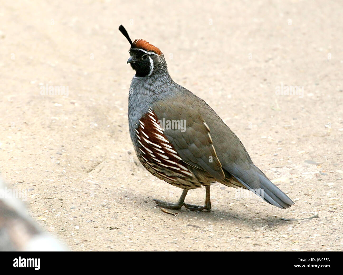 North American Gambel's quail (Callipepla gambelii, Lophortyx gambelii