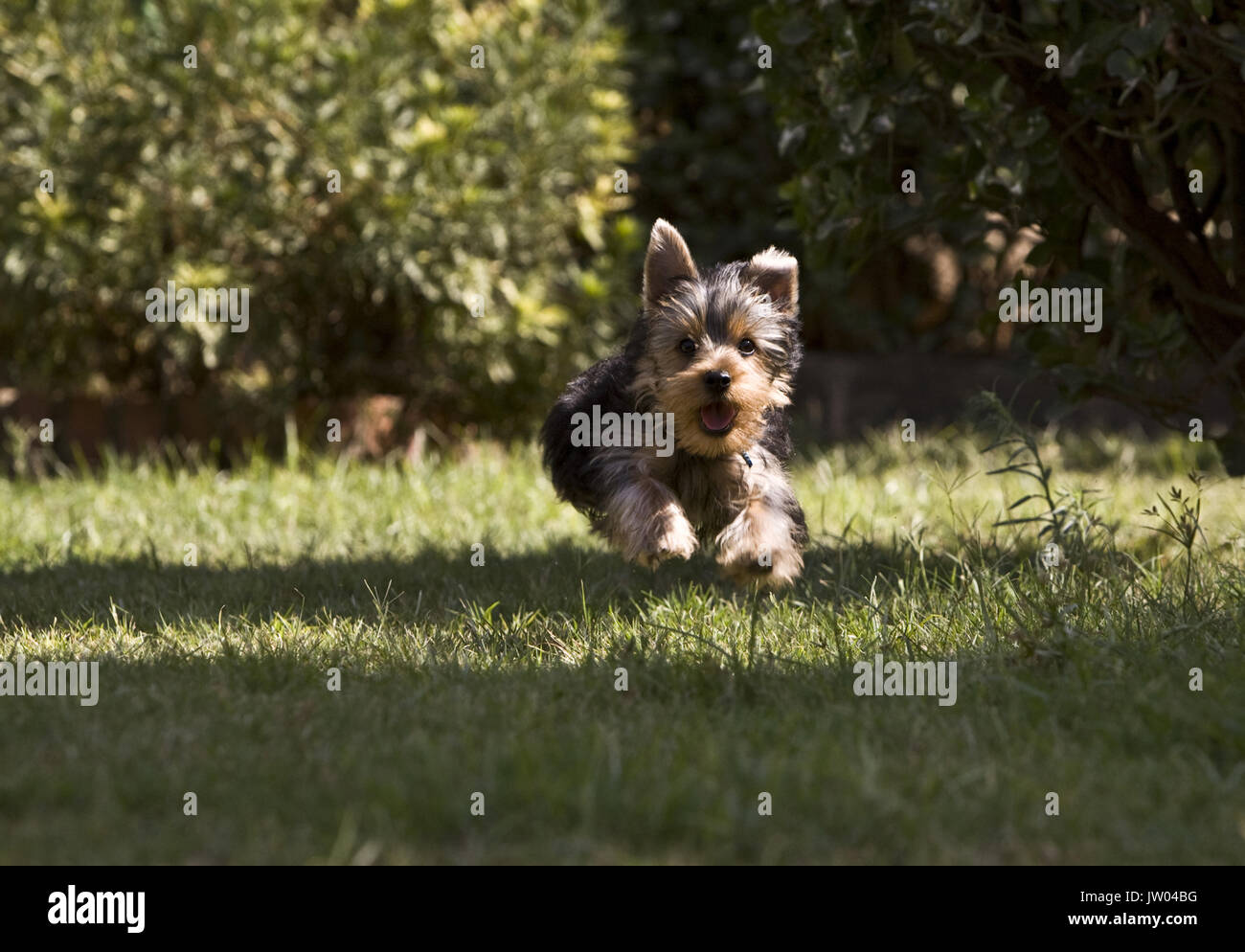 Yorkshire Terrier Dog Stock Photo