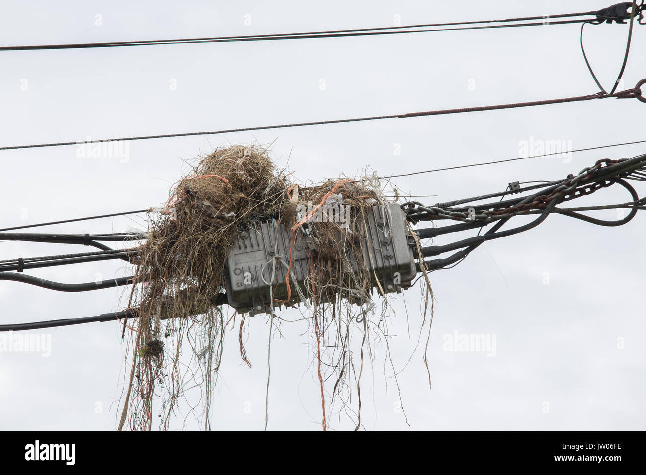 Bird nest on power pole Stock Photo Alamy