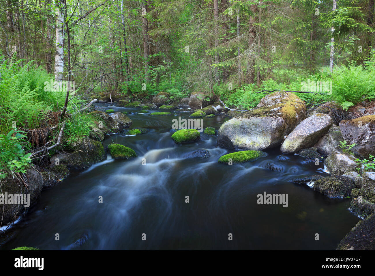 Small stream in forest Stock Photo - Alamy