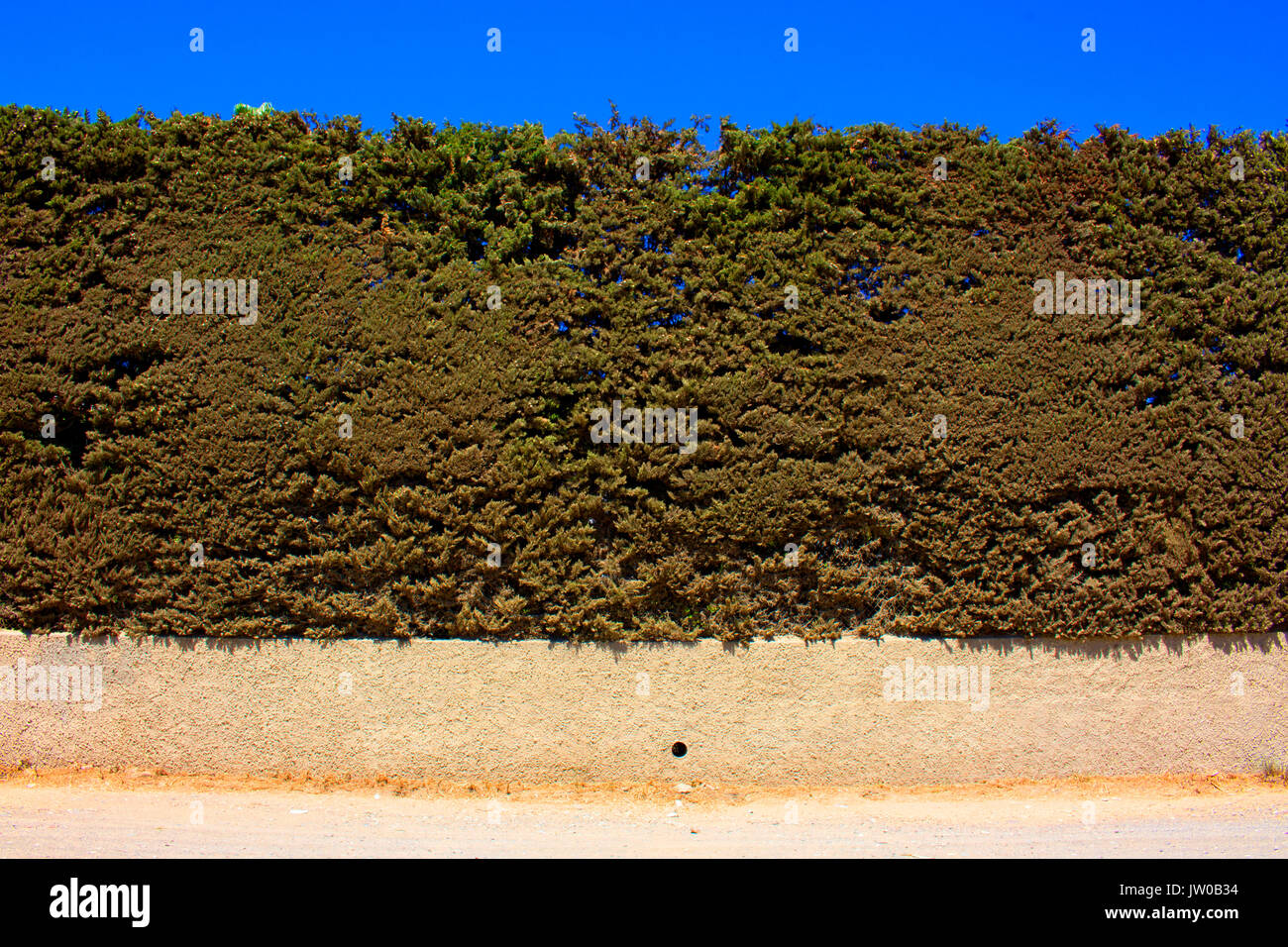 Green garden wall hi-res stock photography and images - Alamy