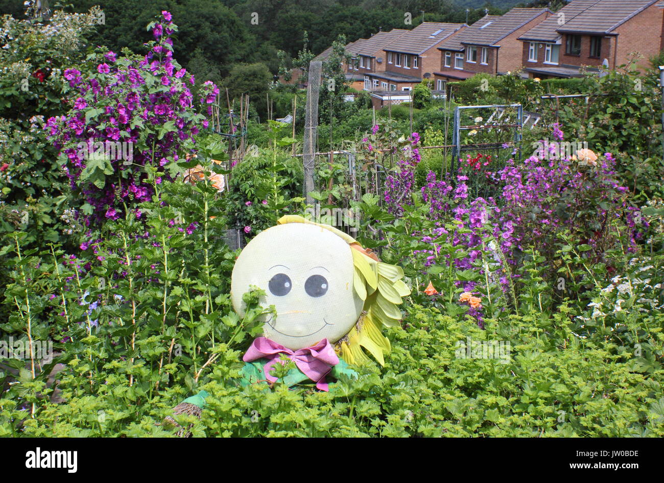 A scarecrow in a suburban allotment garden during an open allotment event in summer, near Sheffield, England, UK Stock Photo