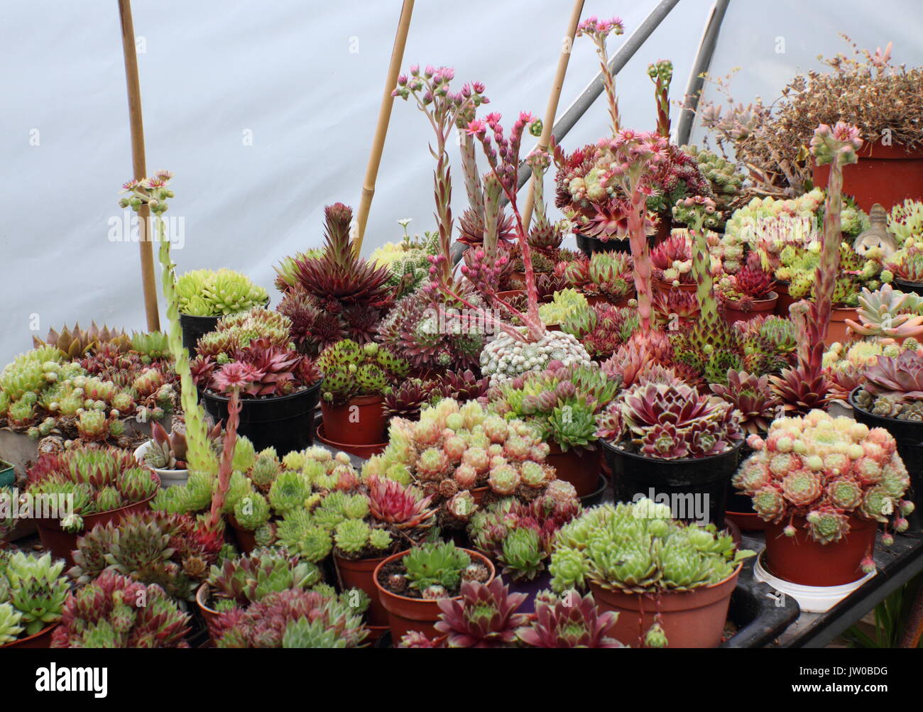 A plant lover's succulent collection growing in pots, under cover in a suburban garden, UK Stock Photo