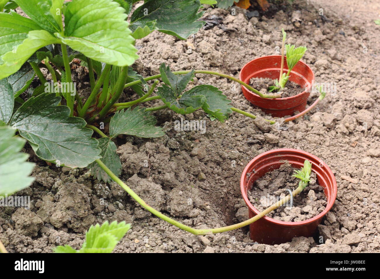 Runners from a healthy, mature strawberry plant are pegged into pots sunk into the ground to propagate new plants in an English kitchen garden,UK Stock Photo