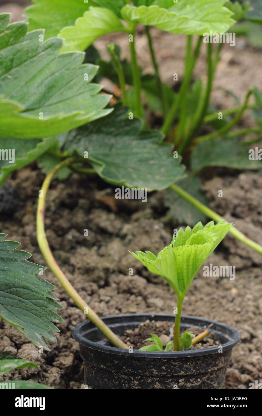 Runners from a healthy, mature strawberry plant are pegged into pots sunk into the ground to propagate new plants in an English kitchen garden,UK Stock Photo