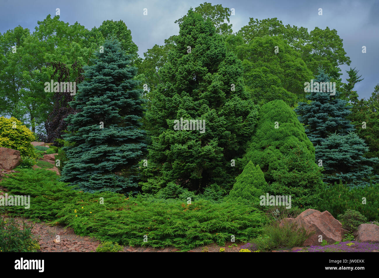 Collection of evergreen shrubbery. Stock Photo