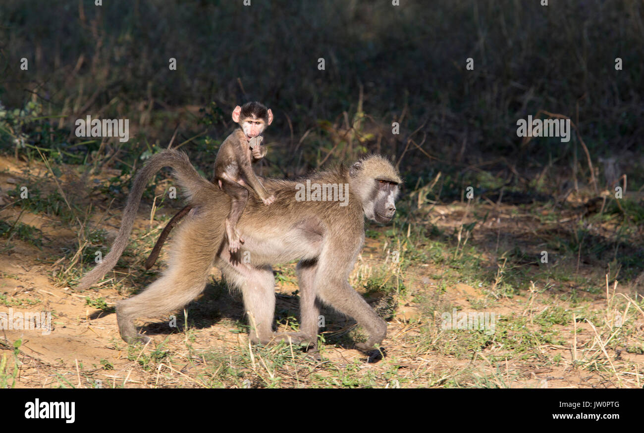 Chacma baboon (Papio ursinus) with baby riding on back whilst eating a camelthorn seed Stock Photo