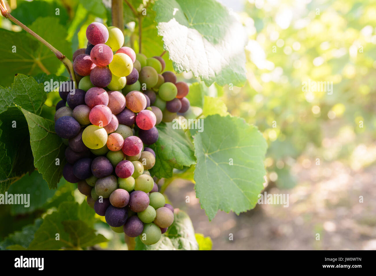 Close-up view of a bunch of grapes at different stages of ripeness in ...