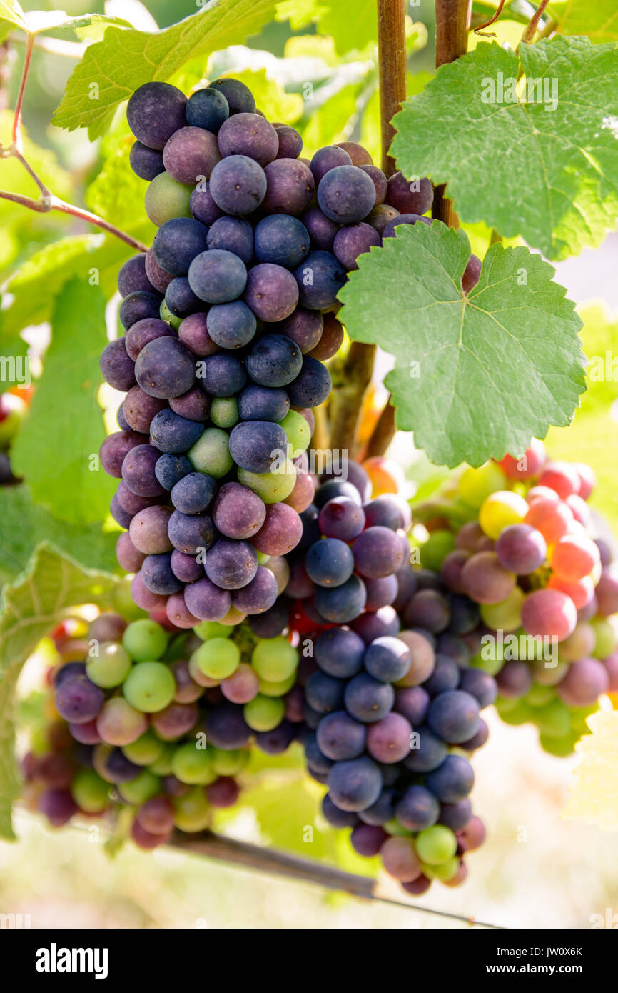 Grape Ripeness Close-up view of bunches of grapes at different stages of ripeness in ...