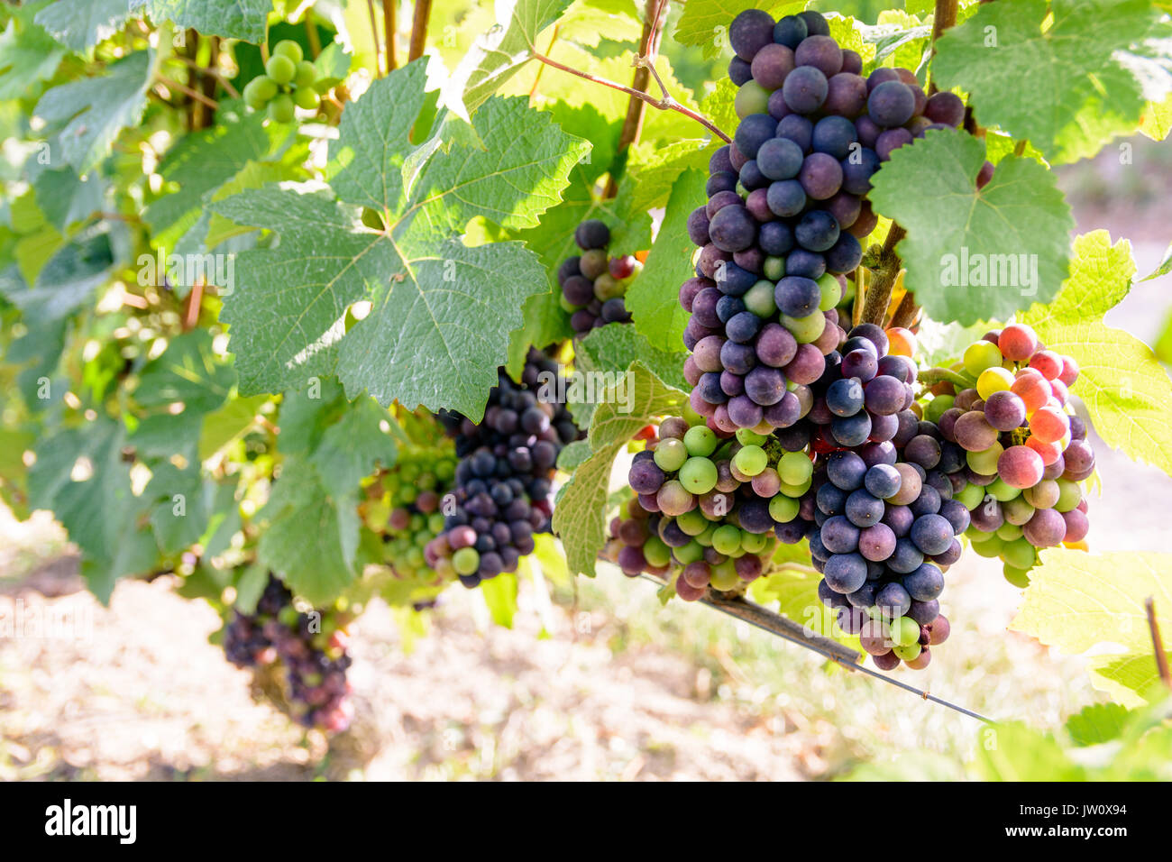 Grape Ripeness Bunches of grapes at different stages of ripeness in the Champagne ...