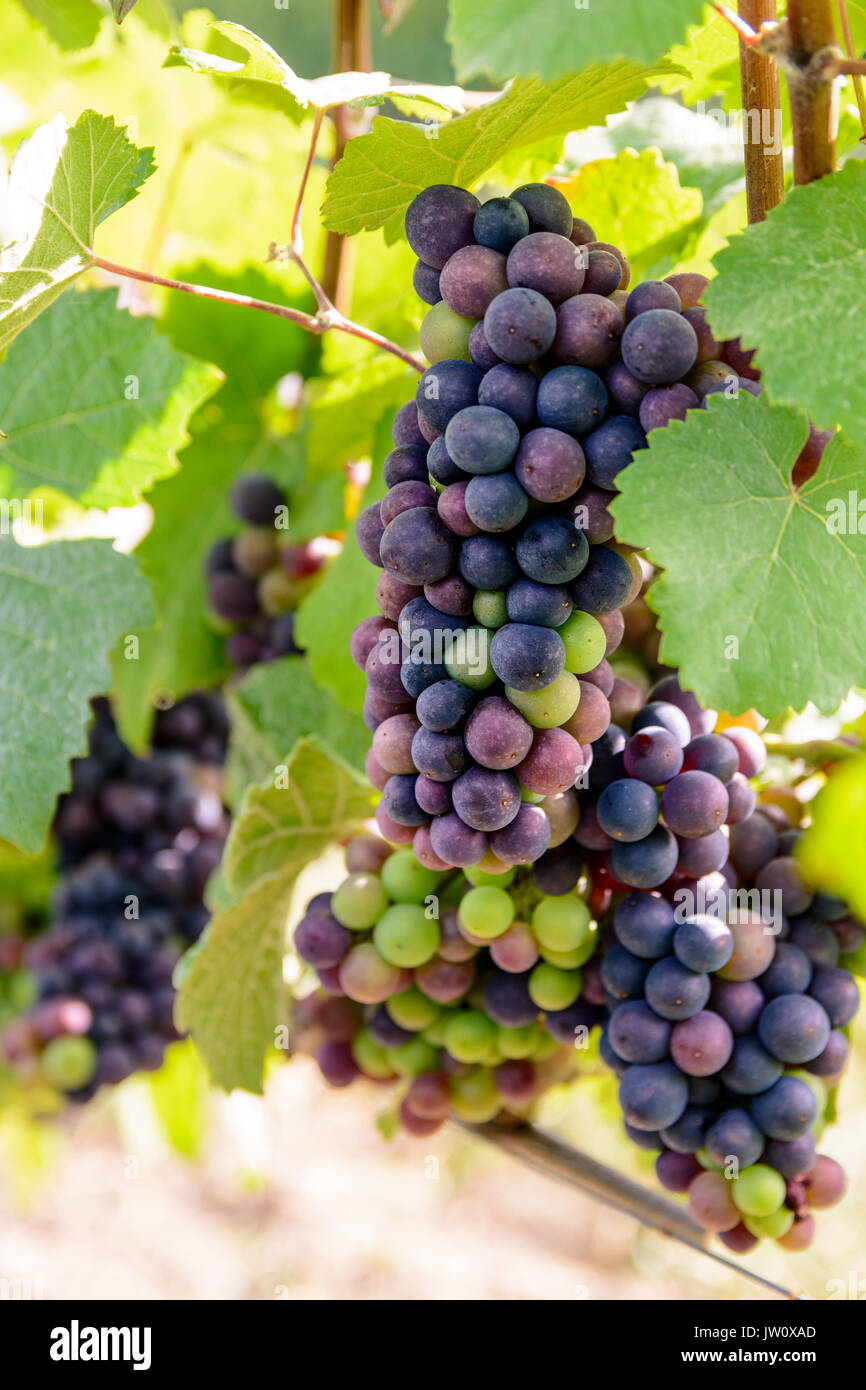 Close-up view of bunches of grapes at different stages of ripeness in ...