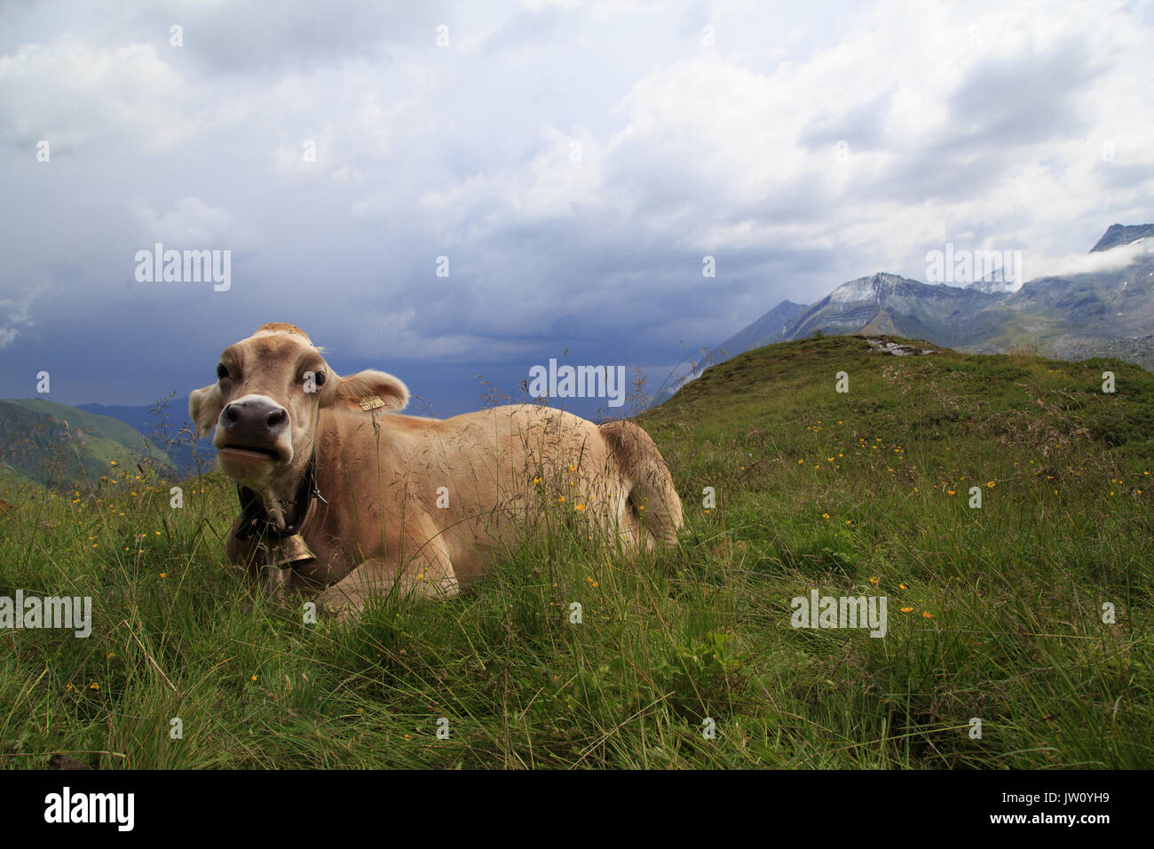 Alpine brown cow on green meadow, Austria, Zillertal Stock Photo - Alamy