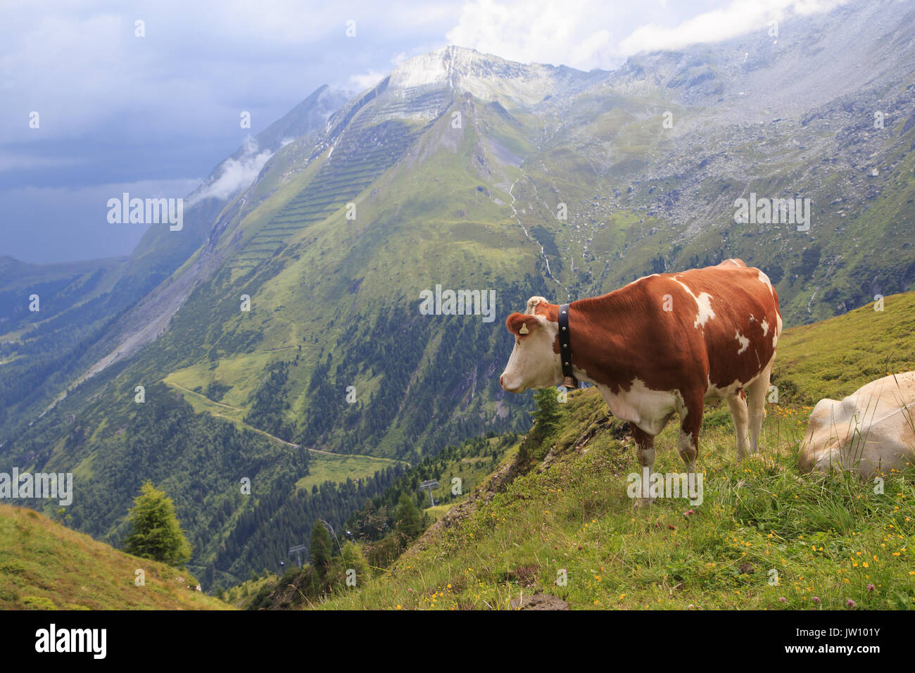 Alpine brown cow on green meadow, Austria, Zillertal Stock Photo - Alamy