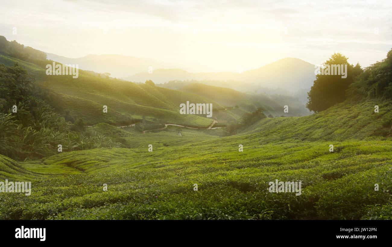 A warm sunshine with massive tea farm plantation at Cameron Highlands. Enjoy the cool breeze at the moment. Stock Photo
