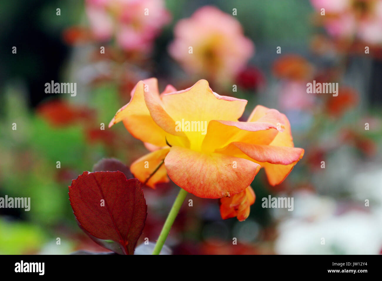 The side of a yellow and orange rose in a rose garden with a soft floral rose background. Stock Photo