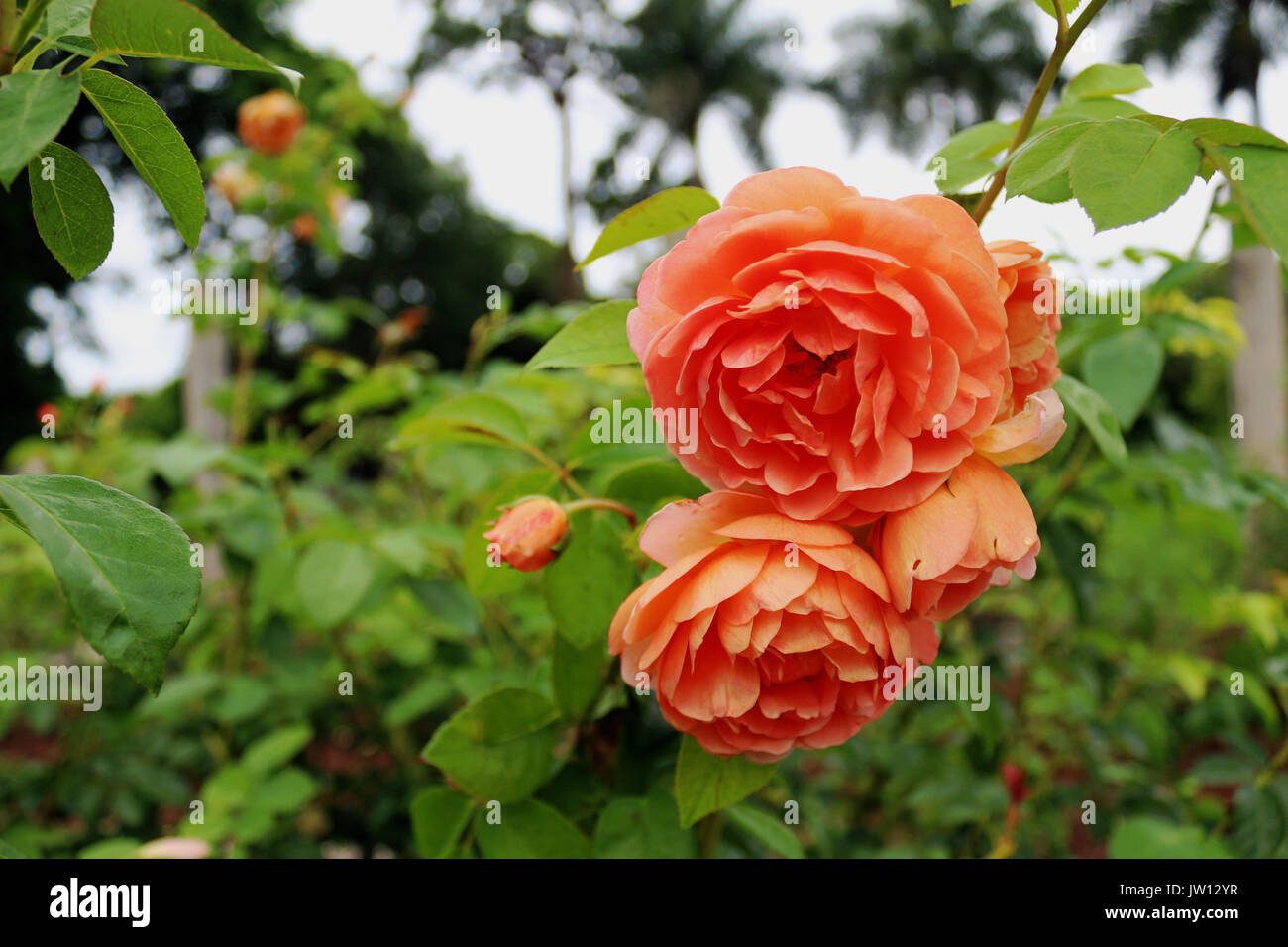 A bundle of peach roses in a rose bush with  green leafy background. Stock Photo