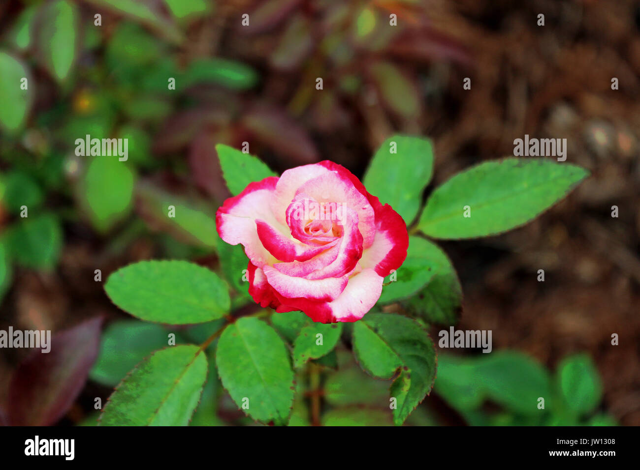 A Small White / Red / Pink Rose with bright green leaves. Stock Photo
